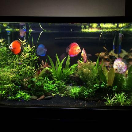 90 gallons planted tank (mostly live plants and fish) - Planted Discus tank