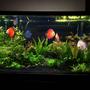 90 gallons planted tank (mostly live plants and fish) - Planted Discus tank