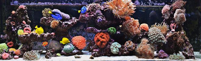 240 gallons reef tank (mostly live coral and fish) - 240g Mixed Reef Tank