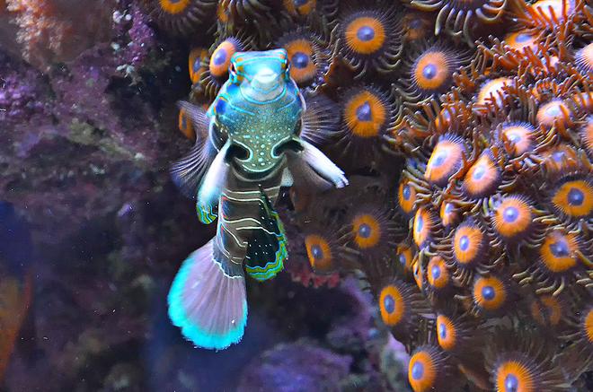saltwater fish - spotted mandarin (synchiropus pi stocking in 240 gallons tank - My Green spotted Dragonet