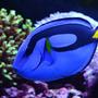 saltwater fish - paracanthurus hepatus - blue tang stocking in 240 gallons tank - My Blue Tang