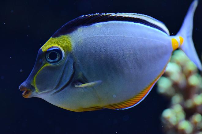 saltwater fish - naso lituratus - naso tang stocking in 240 gallons tank - My Lipstick Tang