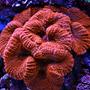 corals inverts - lobophyllia hemprichii - brain coral stocking in 240 gallons tank - Red Lobo