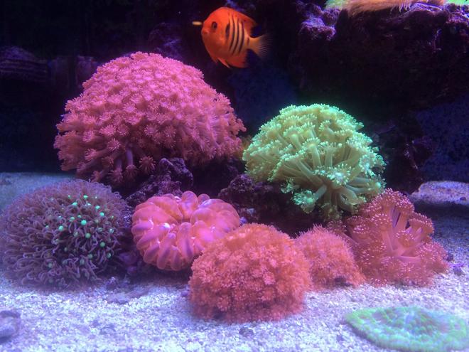 corals inverts - goniopora sp. - flower pot coral stocking in 240 gallons tank - My Goni Garden