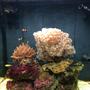 1 gallon reef tank (mostly live coral and fish) - Live corals, clowns, Shrimp, snails, crabs, gramma, fire fish:-)