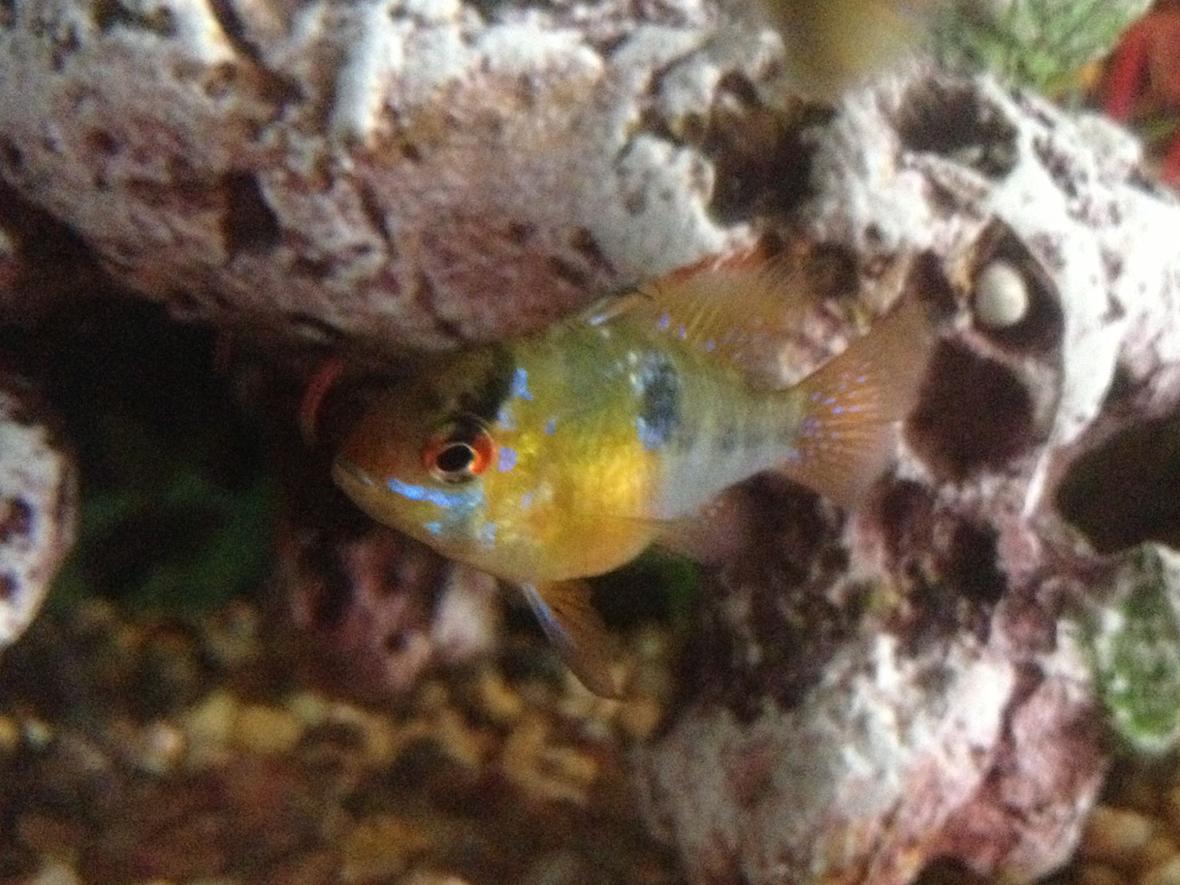 freshwater fish - microgeophagus altispinosa - bolivian ram stocking in 200 gallons tank - Bolivian blue ram