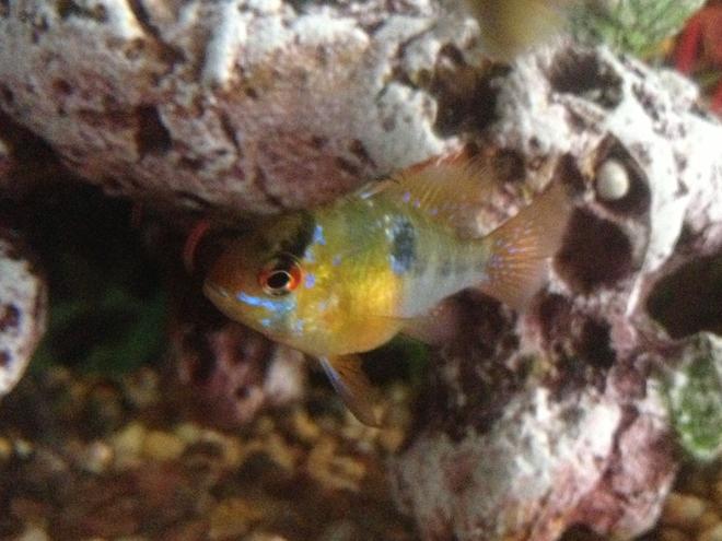 freshwater fish - microgeophagus altispinosa - bolivian ram stocking in 200 gallons tank - Bolivian blue ram