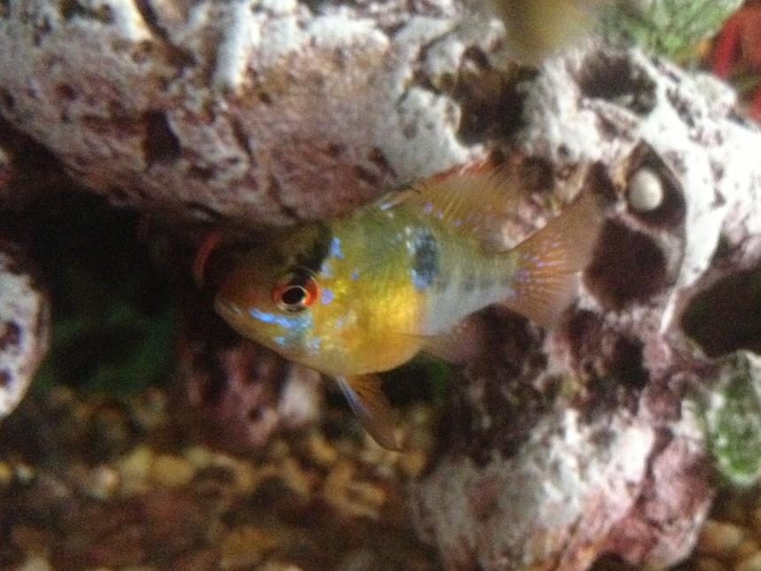 Rated #33: Freshwater Fish - Microgeophagus Altispinosa - Bolivian Ram Stocking In 200 Gallons Tank - Bolivian blue ram