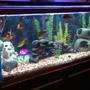 30 gallons freshwater fish tank (mostly fish and non-living decorations) - 30 gallon African Cichlid Tank