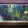 fish tank picture - African Cichlids