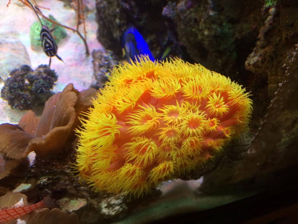 corals inverts - tubastrea sp. - sun coral stocking in 80 gallons tank - Sun coral