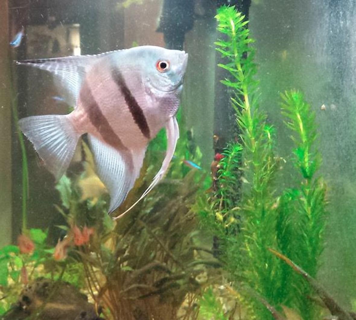 freshwater fish - (pterophyllum sp.) - blue angelfish stocking in 55 gallons tank - My blue angel.