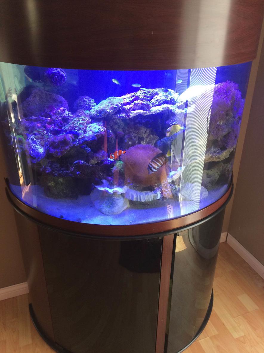 Rated #17: 76 Gallons Reef Tank - 76 Gallon SemiCircle