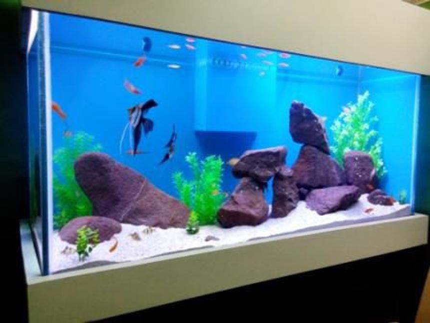 Rated #66: 100 Gallons Freshwater Fish Tank - Freshwater Tank