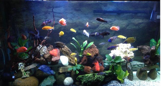 75 gallons freshwater fish tank (mostly fish and non-living decorations) - new set up