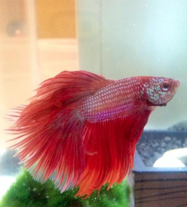 freshwater fish - betta splendens - betta stocking in 40 gallons tank - This is my betta Takara in his 5 gallon fluvial chi