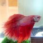 freshwater fish - betta splendens - betta stocking in 40 gallons tank - This is my betta Takara in his 5 gallon fluvial chi