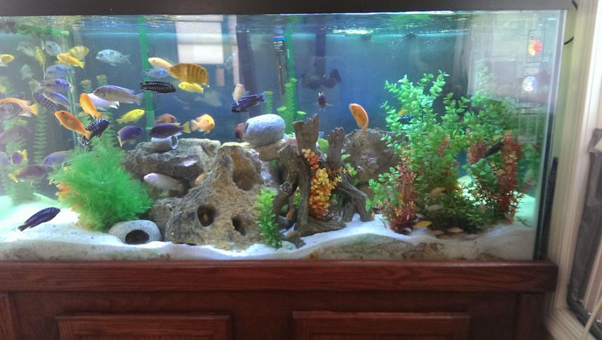 Rated #52: 120 Gallons Freshwater Fish Tank - Assortment of African Cichlids - All from Lake Malawi