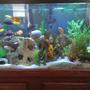 120 gallons freshwater fish tank (mostly fish and non-living decorations) - Assortment of African Cichlids - All from Lake Malawi