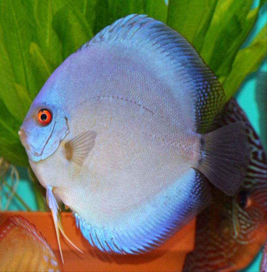 Rated #3: Freshwater Fish - Symphysodon Sp. - Blue Diamond Discus Stocking In 100 Gallons Tank - Ricky Lim Reflection D