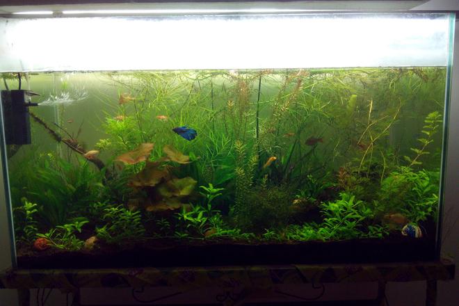 80 gallons planted tank (mostly live plants and fish) - 80 gallon planted tank. This has java moss, anubias nana, some lilies. Fishes like fighter, tetra and shrimps like ghost and cherry shrimp.