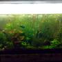 80 gallons planted tank (mostly live plants and fish) - 80 gallon planted tank. This has java moss, anubias nana, some lilies. Fishes like fighter, tetra and shrimps like ghost and cherry shrimp.