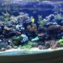 65 gallons reef tank (mostly live coral and fish) - My tank