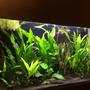63 gallons planted tank (mostly live plants and fish) - tank