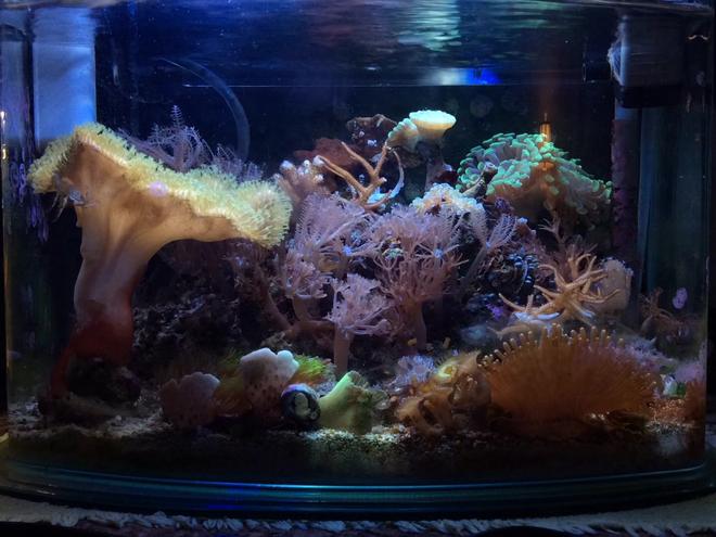 3 gallons reef tank (mostly live coral and fish) - 3 Gallon Picotope, November 2014