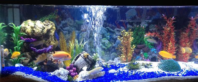 40 gallons freshwater fish tank (mostly fish and non-living decorations) - African cichlid tank