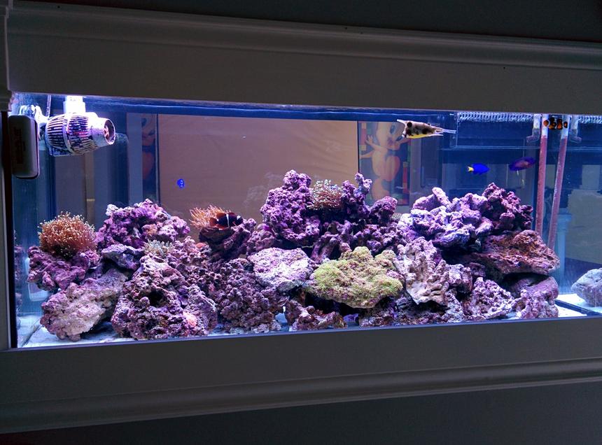 Rated #18: 75 Gallons Reef Tank - Here Is my 11 month old new thank setup update. i added alot of soft coral and anomies !