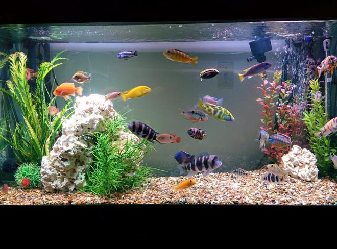 90 gallons freshwater fish tank (mostly fish and non-living decorations) - Cichlids n such