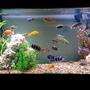 90 gallons freshwater fish tank (mostly fish and non-living decorations) - Cichlids n such