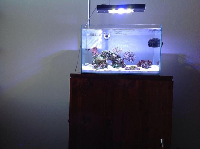 12 gallons reef tank (mostly live coral and fish) - Mr Aqua 11.8