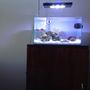 12 gallons reef tank (mostly live coral and fish) - Mr Aqua 11.8