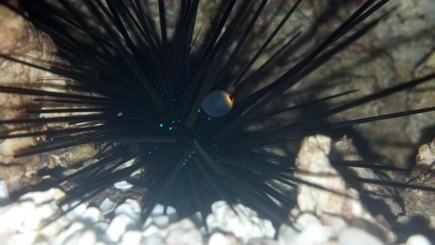 Rated #7: Corals Inverts - Diadema Setosum - Longspine Urchin, Black Stocking In 40 Gallons Tank - long spine urchin