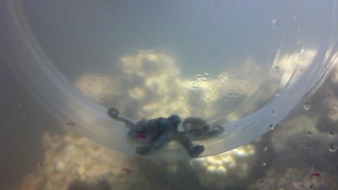 corals inverts stocking in 40 gallons tank - my octopus the day i got him

R.I.P. Octopus Prime