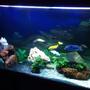 75 gallons freshwater fish tank (mostly fish and non-living decorations) - New set up for tropheus