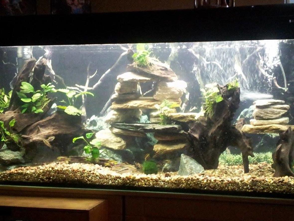 65 gallons planted tank (mostly live plants and fish) - new set up 3.0 anubias,dwarf crybensis, black neon, black ghost, clown loach,