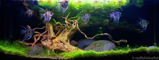 31 gallons planted tank (mostly live plants and fish) - Great Oak