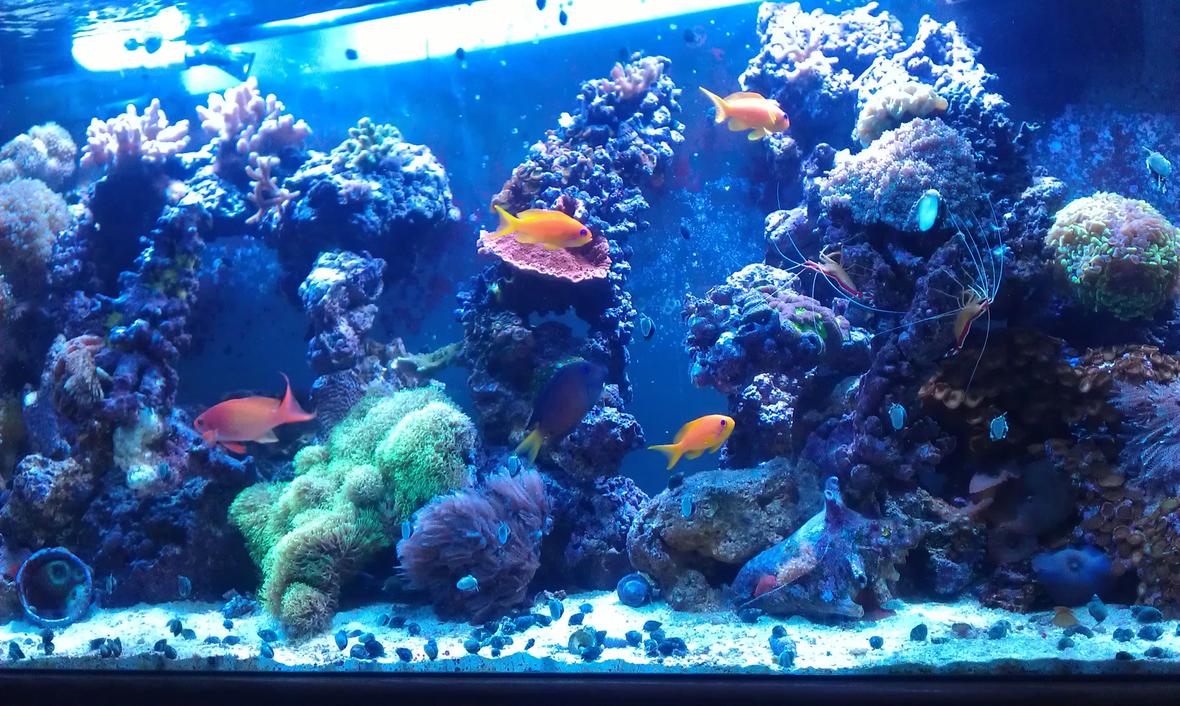 90 gallons reef tank (mostly live coral and fish) - Loving my reef