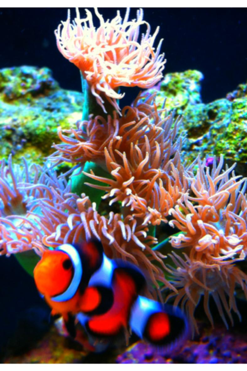 Rated #11: Corals Inverts - Duncanopsammia Axifuga - Giant Green Polyp Duncan Stocking In 29 Gallons Tank - Clown and Duncan