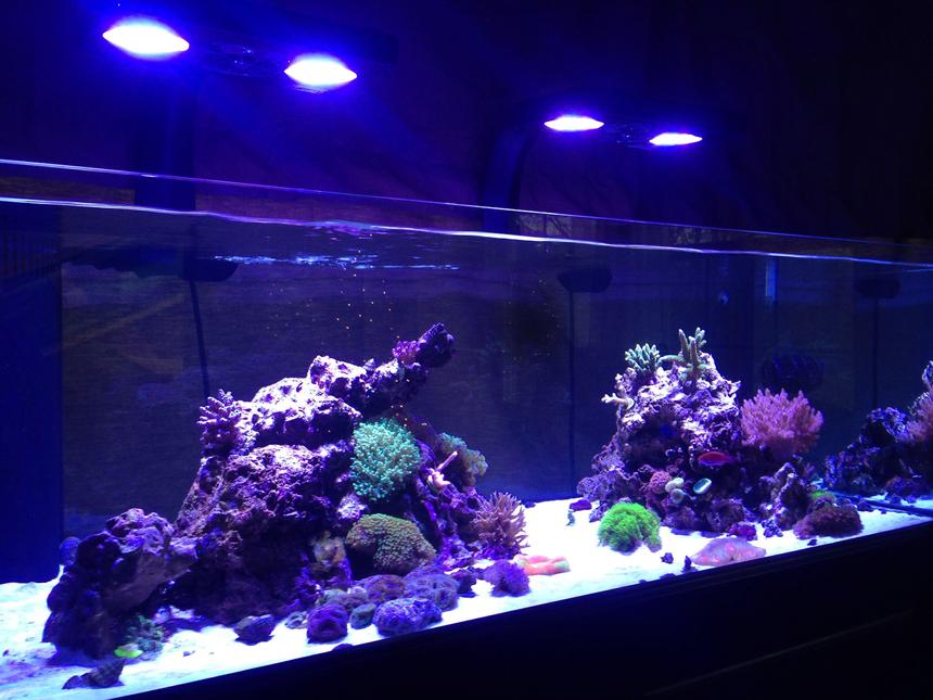 Rated #12: 80 Gallons Reef Tank - FTS of 80gal Deep Blue Reef Ready, lit by 2 Ecotech Radion Pro LED fixtures with RMS mounts and 2 MP10wES pumps.