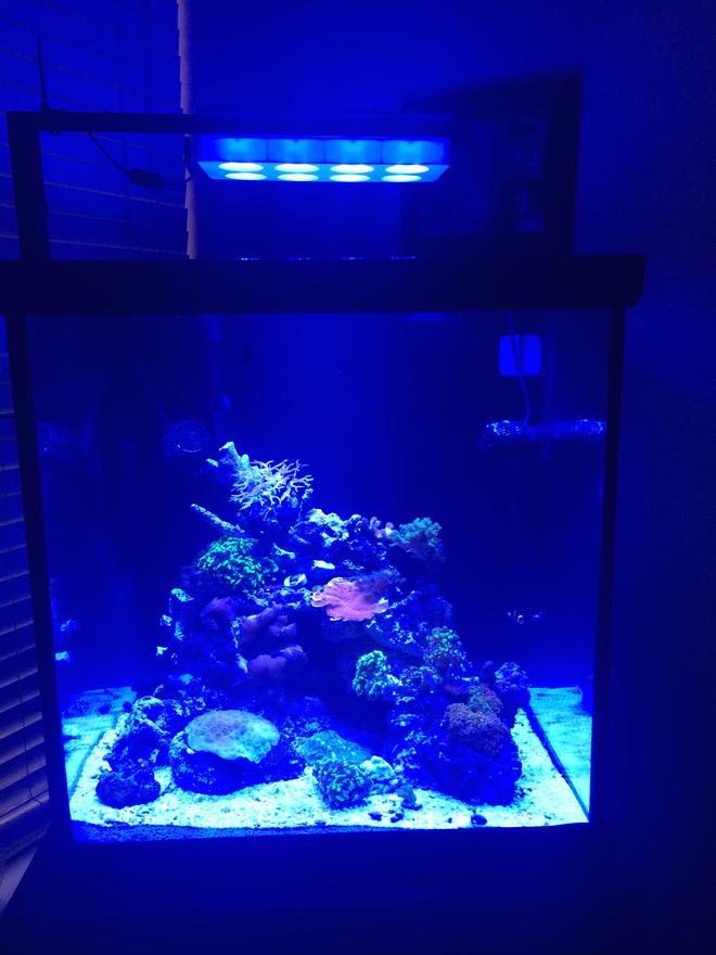60 gallons reef tank (mostly live coral and fish) - Newly started reef tank