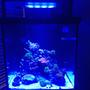 60 gallons reef tank (mostly live coral and fish) - Newly started reef tank