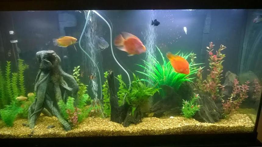 Rated #78: 60 Gallons Freshwater Fish Tank - 60 gallon tank with fake plants and real drift wood