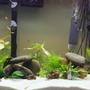 56 gallons planted tank (mostly live plants and fish) - 56g 3 Weeks