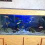 450 gallons freshwater fish tank (mostly fish and non-living decorations) - Mixed cichlid haps and Mbuna