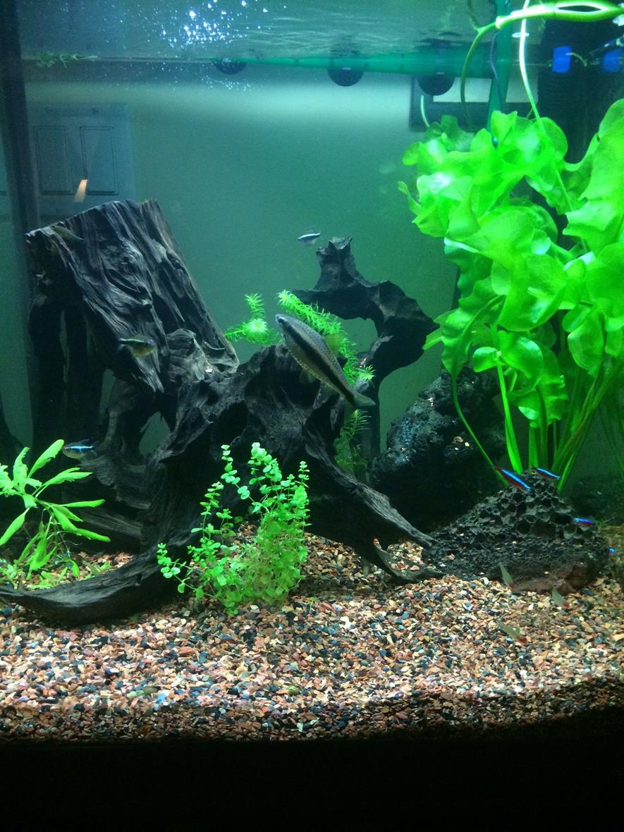 Rated #51: 30 Gallons Planted Tank - 30 Gallon Freshwater Planted