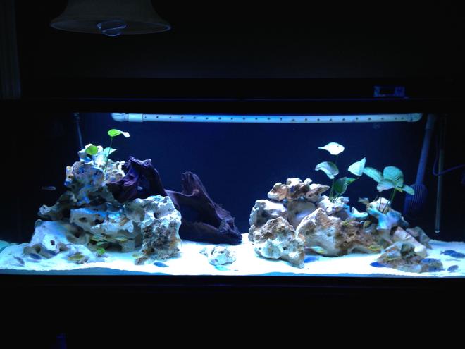 150 gallons freshwater fish tank (mostly fish and non-living decorations) - 150gallon with C. Moorii, N. Venestus, and Elongatus chewere. Anubias with limestone rock and aragonite sand. Running FX5 and additional media reactors. 60" T5x4 lighting.